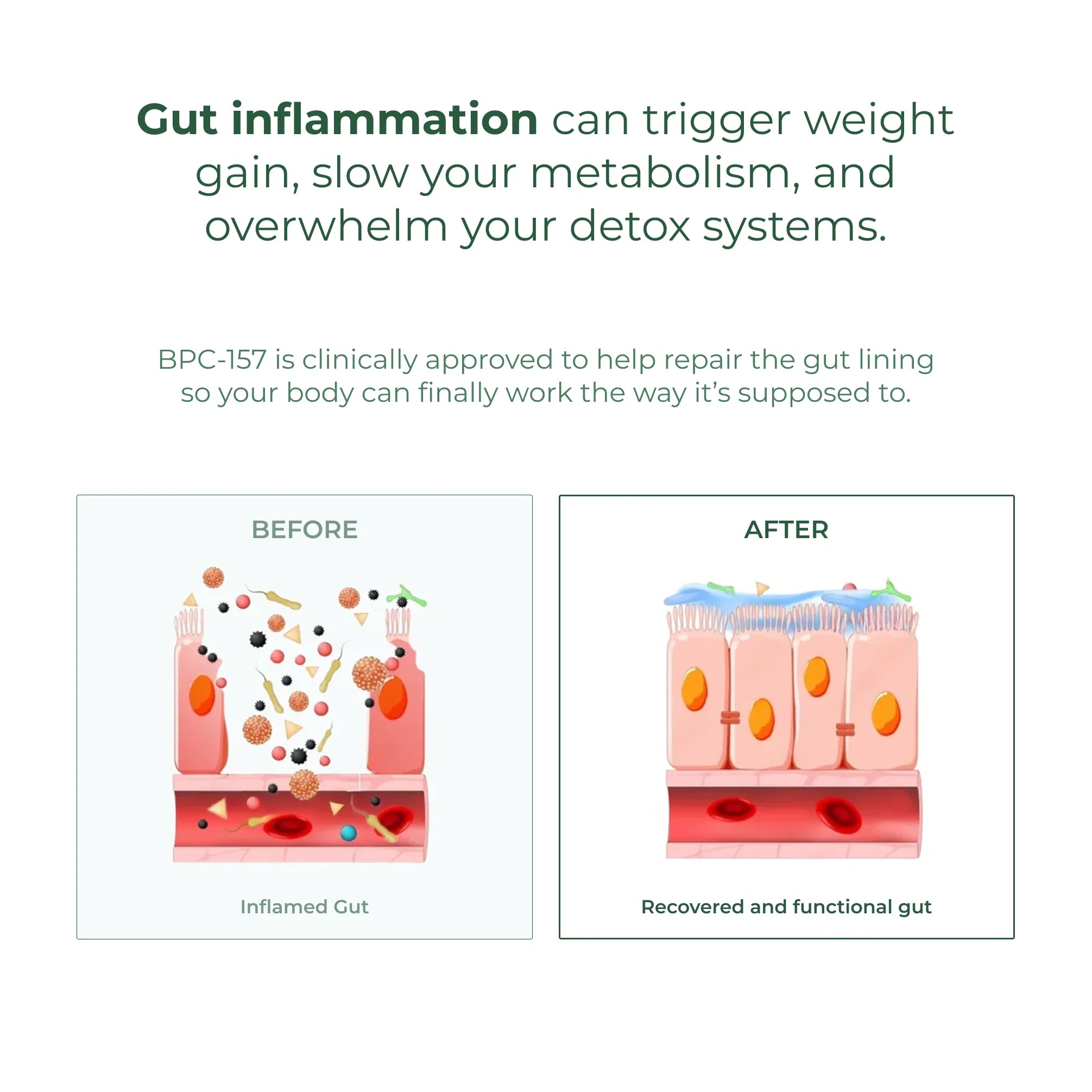Body Protection Compound (BPC-157)